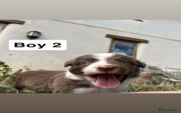 Border Collie dogs for sale: Working chocolate border collies  - Image 7