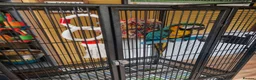 Macaws birds for sale: Blue & Gold Macaw – Mango (9 Years Old) - Advert 6