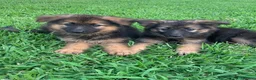 German Shepherd dogs for sale: Noble  Fearless Hearts Beautiful German Shepherd in London - Advert 4