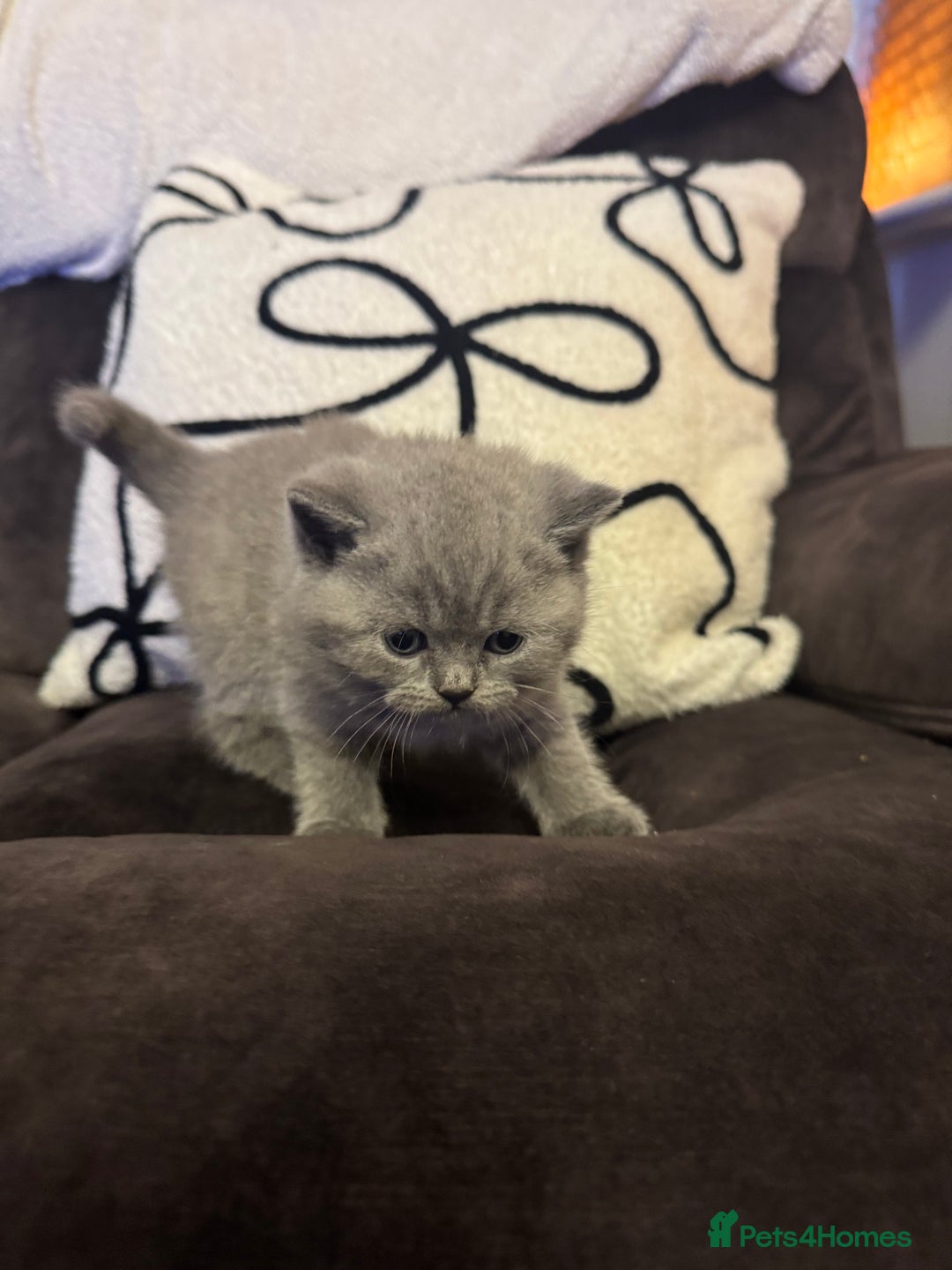 British Shorthair cats for sale: British Shorthair Kittens For Sale - Advert 12