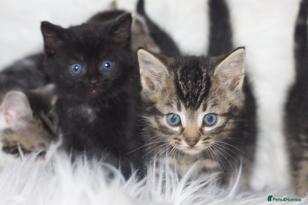 Mixed Breed cats for sale: 5 Happy Playful Kittens  - Advert 16