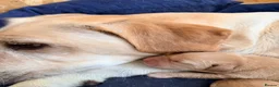 Labrador Retriever dogs for sale: Working Yellow Labrador Retriever Pups - Advert 12