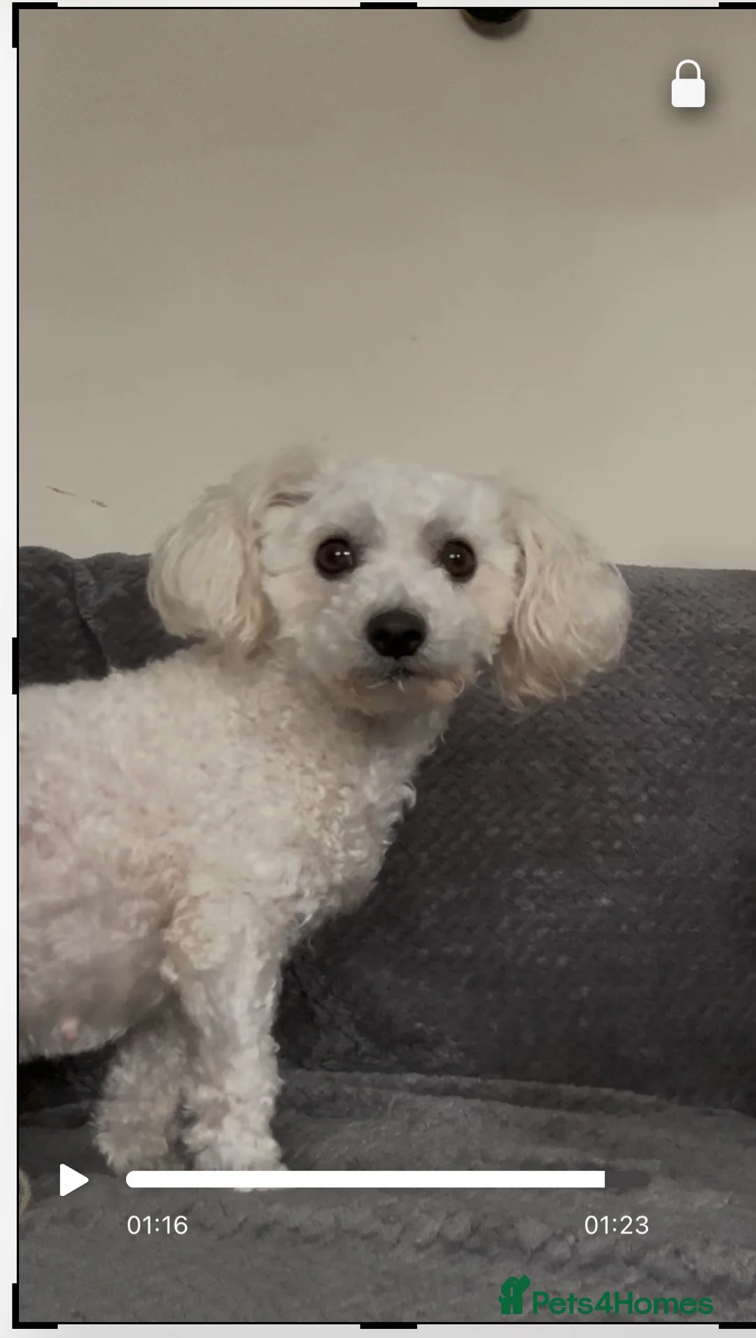 Bichon Frise dogs for sale: Maya ❤️ - Advert 1