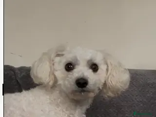 Bichon Frise dogs Maya ❤️ - Advert 1