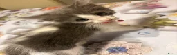 Mixed Breed cats for sale:  Mix British short hair kitten  - Advert 12