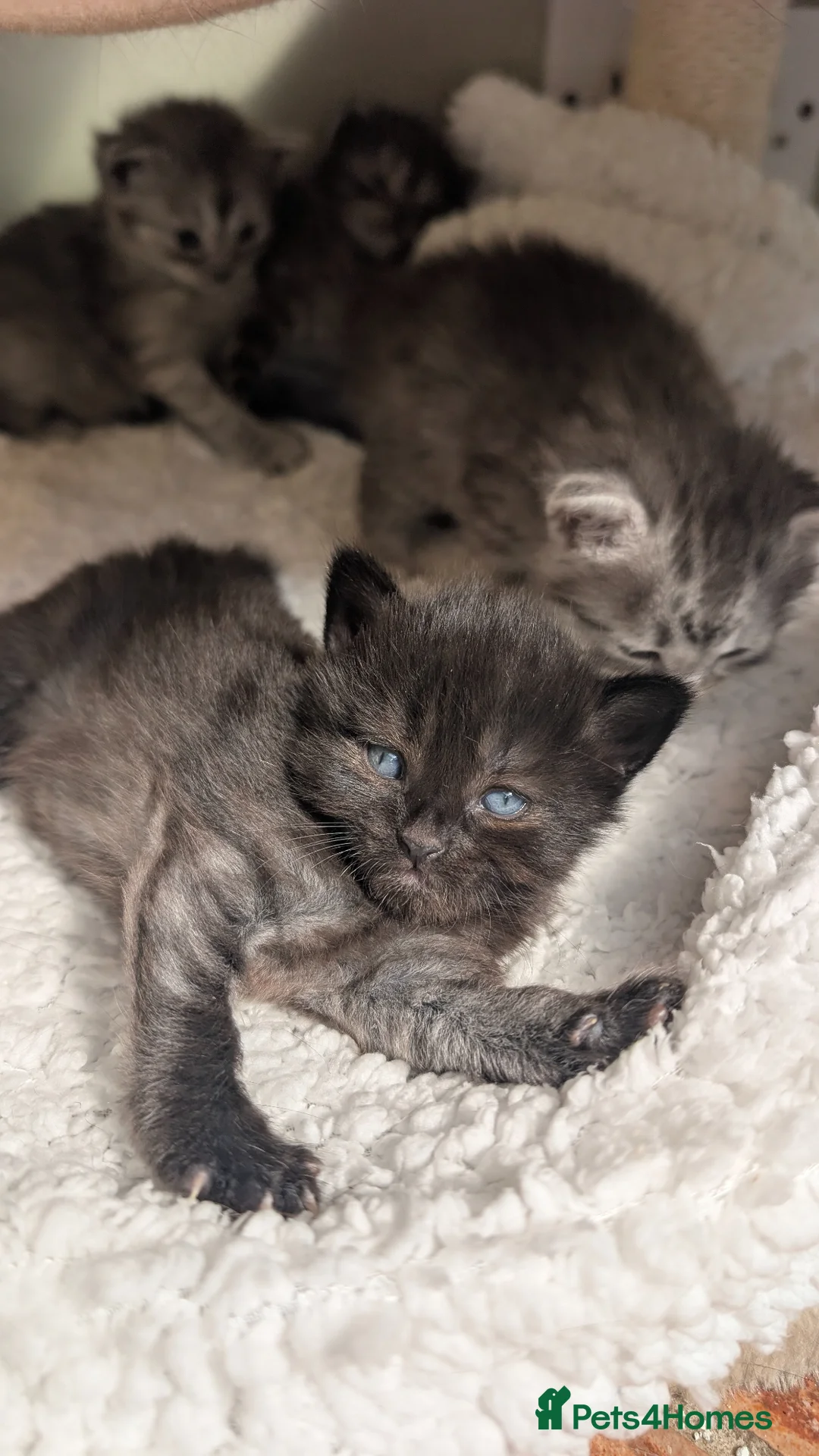 Mixed Breed cats for sale: 2 Incredible beautiful kittens! - Advert 4