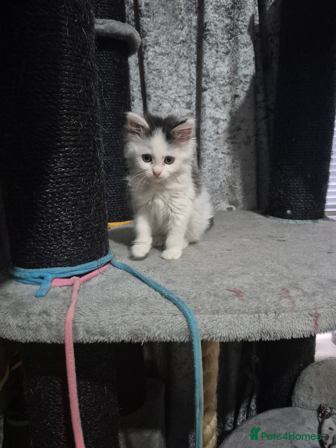 Ragdoll cats for sale: 💥💞Ragdoll x domestic💞💥  - Advert 15