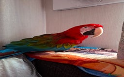 Macaws birds for sale: Greenwing Macaw 3year old female - Image 1