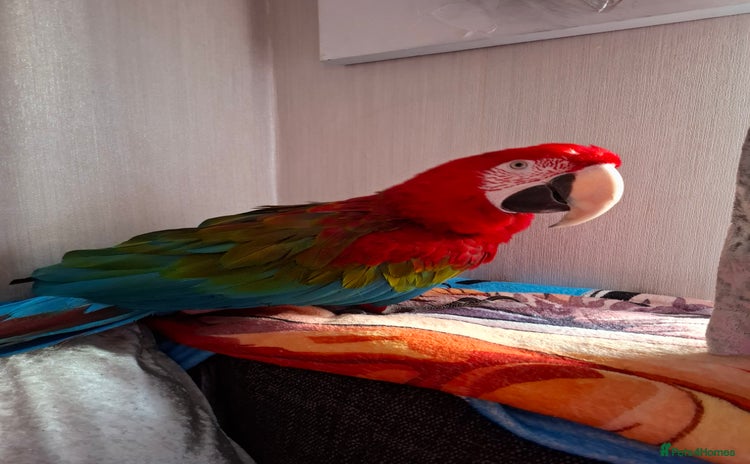 Macaws birds - Advert 11