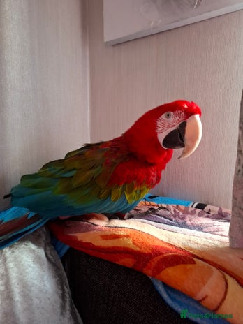 Macaws birds - Advert 14