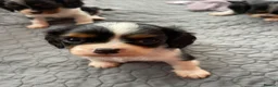 Cavalier King Charles Spaniel dogs for sale: Cavalier King Charles Spaniels  - Advert 9