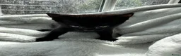 Domestic Shorthair cats for sale: Cute playful kittens ready for loving homes in London - Advert 6