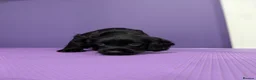 Sprocker dogs for sale: ⭐️ STUNNING SPROCKERS F1 ⭐️ - Advert 12