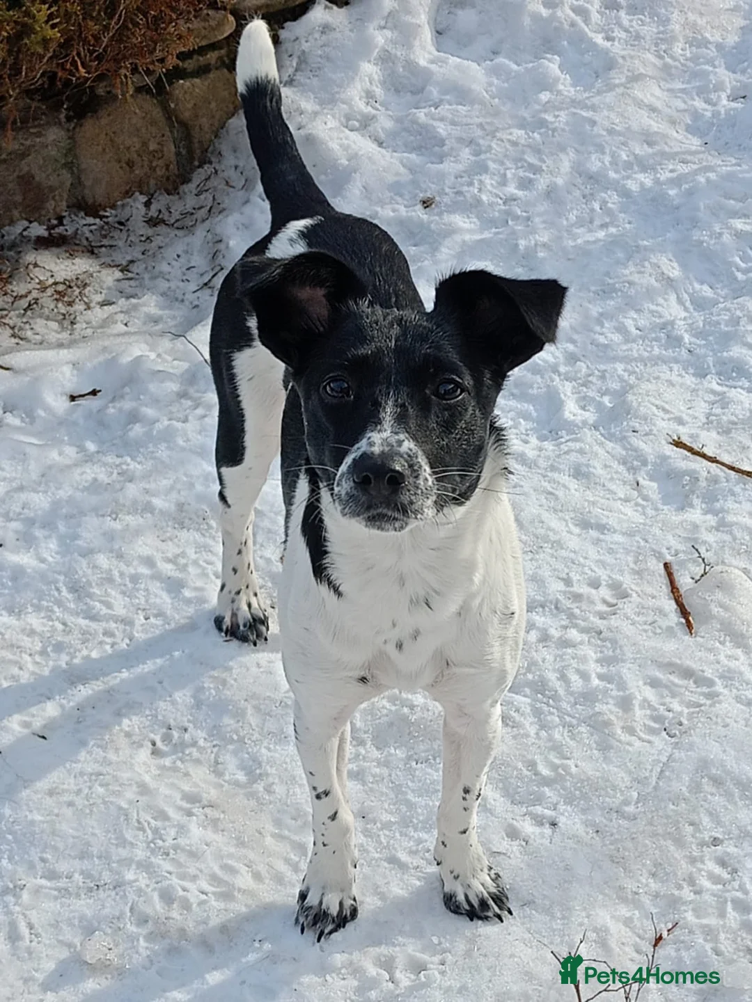 Mixed Breed dogs for adoption: ❤️MATILDA❤️ 10 months, low medium below the knee) - Advert 4