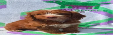 Fox red and white 