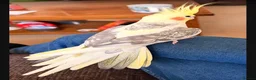 Cockatiels birds for sale: Male cockatiel looking for forever home in Lowestoft - Advert 2