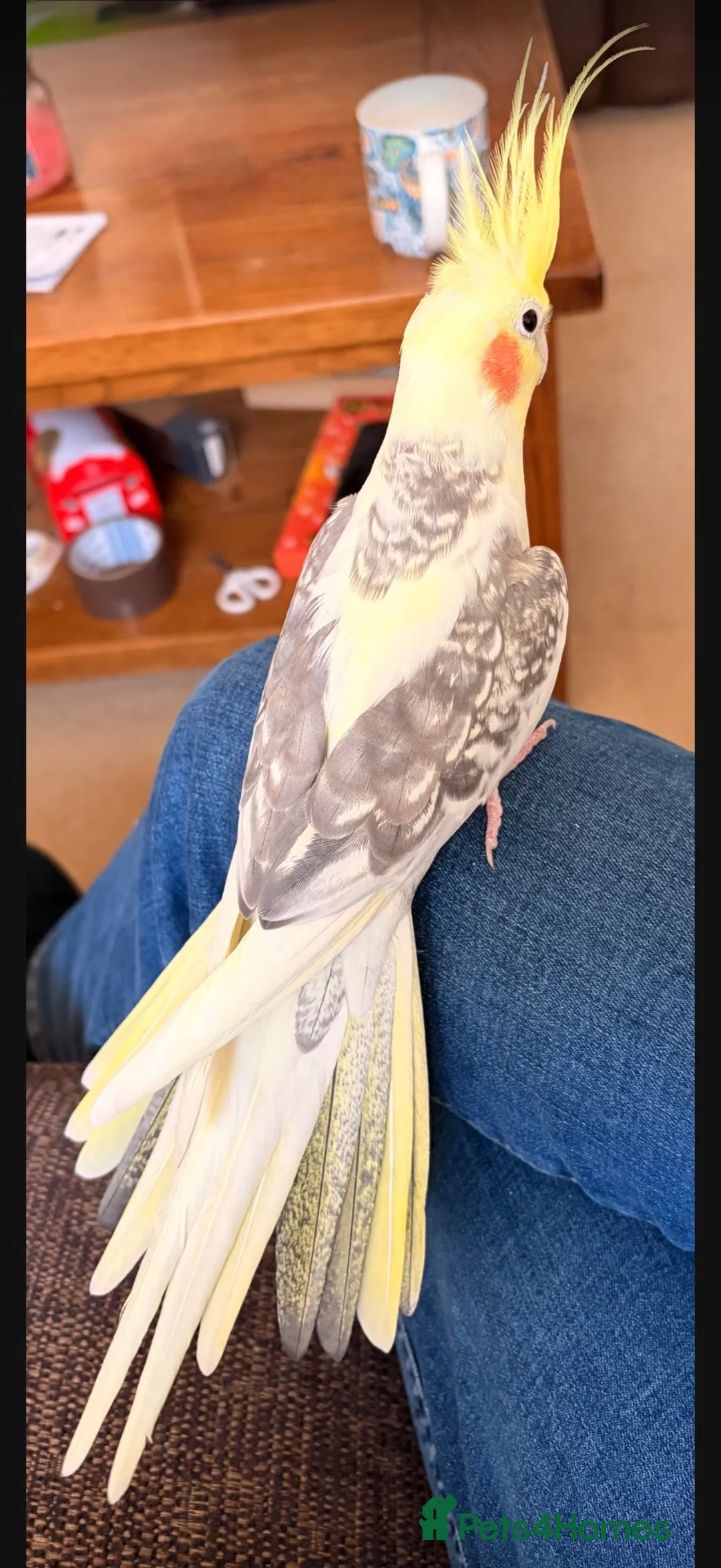 Cockatiels birds for sale: Male cockatiel looking for forever home in Lowestoft - Advert 2