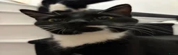 Domestic Shorthair cats for sale: Leo looking for his forever home. - Advert 2
