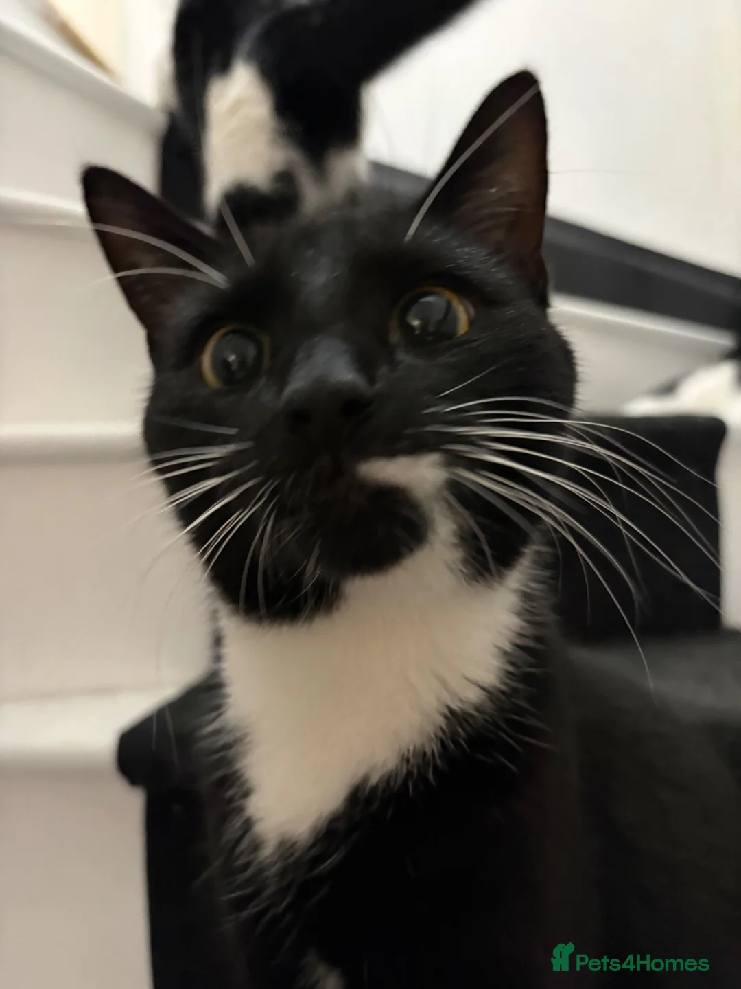 Domestic Shorthair cats for sale: Leo looking for his forever home. - Advert 2