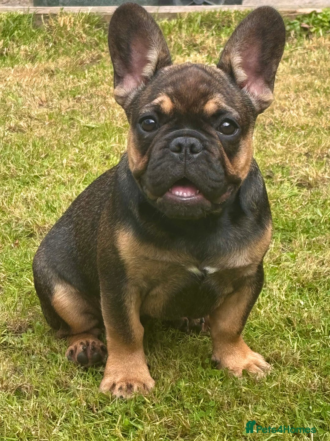 French Bulldog dogs for sale: 3 x Champion Sired KC Reg French Bulldog girls in Doncaster - Image 2