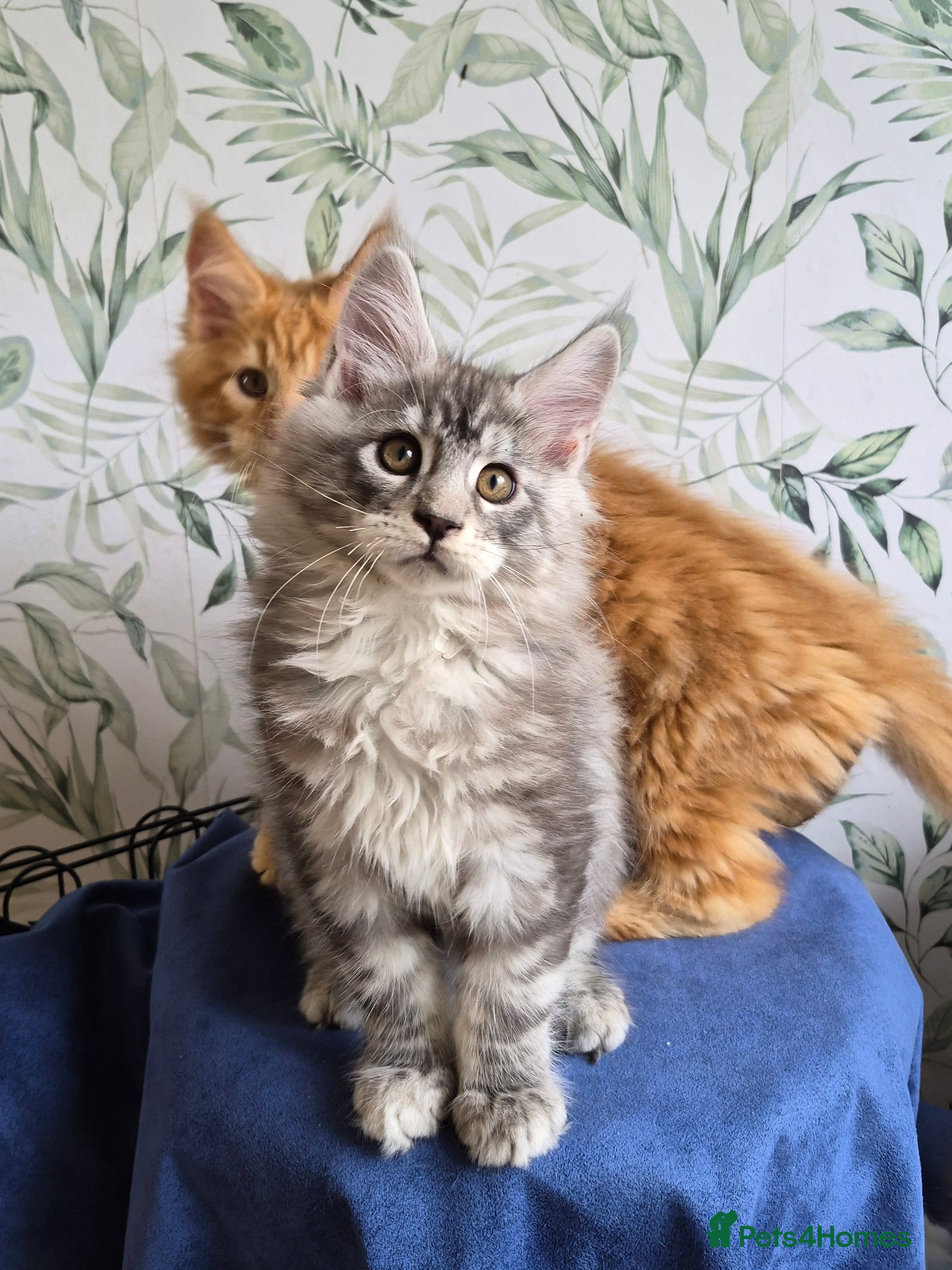 Maine Coon cats Affectionate pedigree boys  - Advert 1