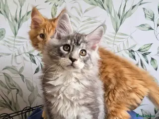 Maine Coon cats Affectionate pedigree boys - Advert 1