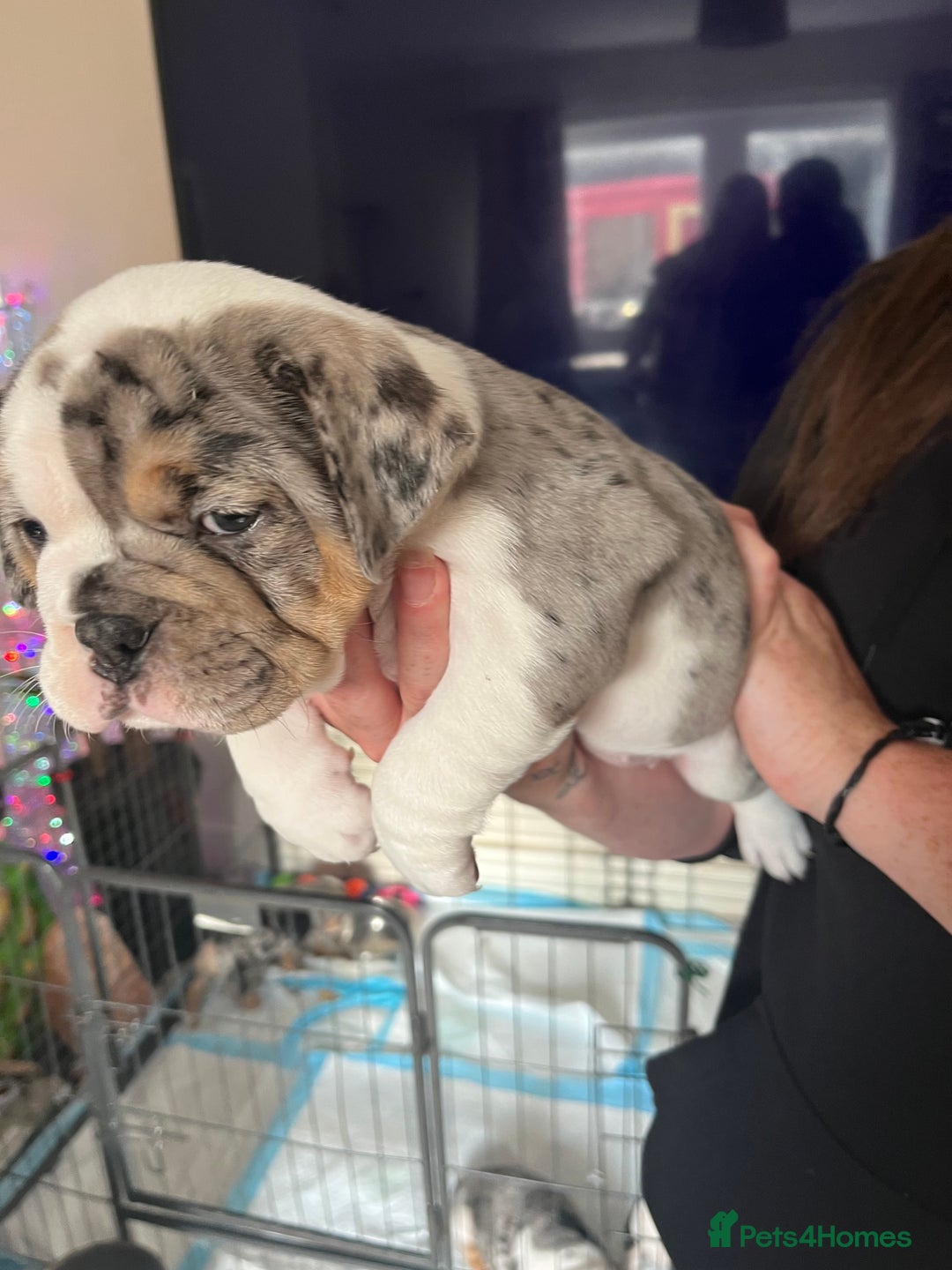 English Bulldog dogs for sale: We have 3 beautiful Bulldog girls  - Image 17