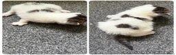 Mixed Breed cats for sale: 3 girls  in Nottingham - Advert 3