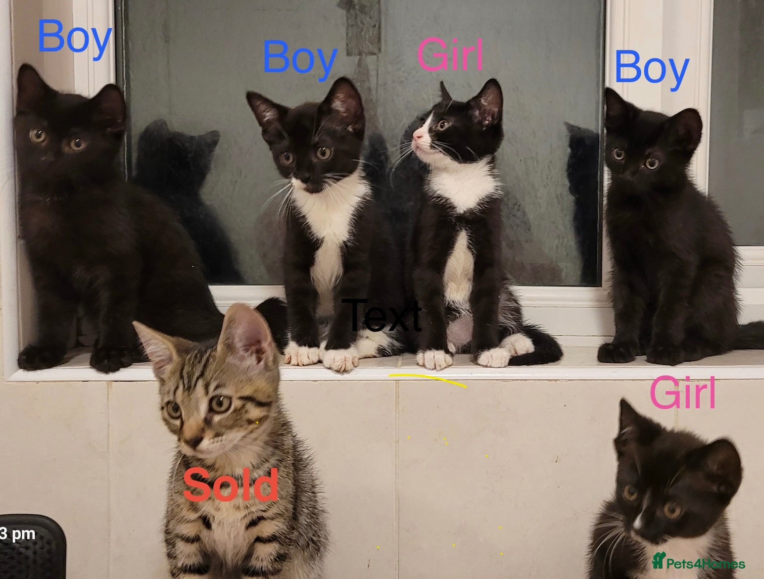 Mixed Breed cats Beautiful Mix Breed Kittens - Advert 2