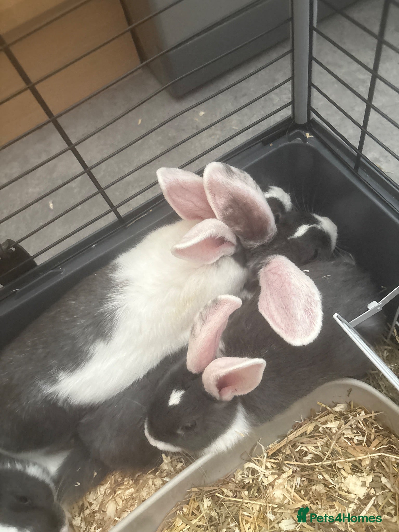 French Lop rabbits baby bunnies  - Advert 2