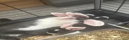 French Lop rabbits for sale: baby bunnies  - Advert 1