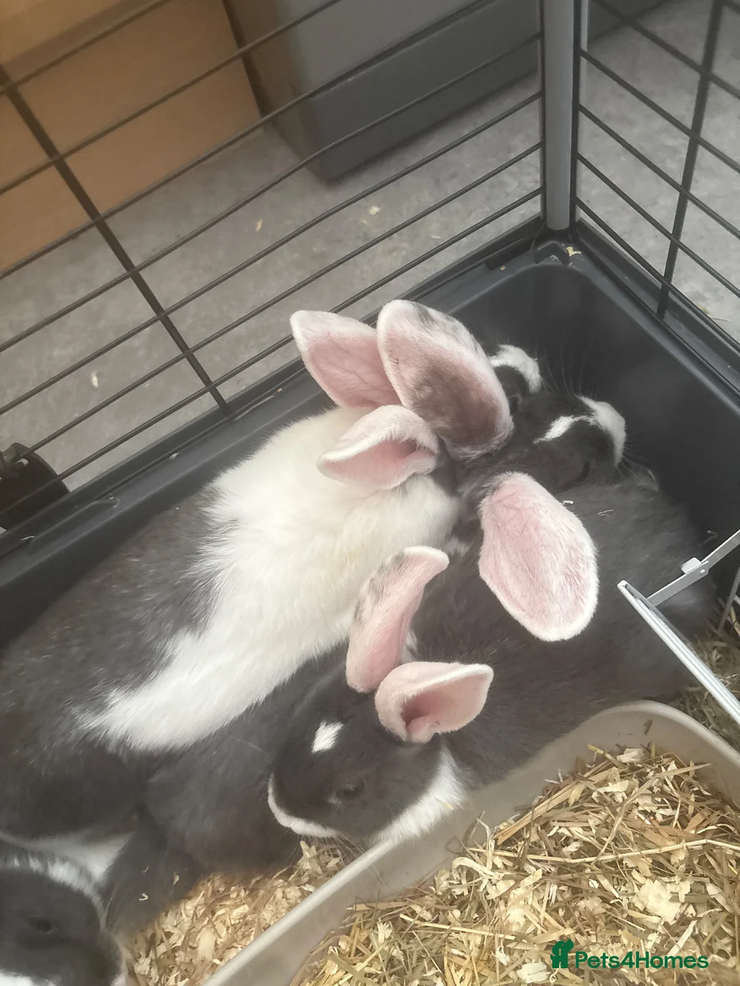 French Lop rabbits for sale: baby bunnies  - Advert 1