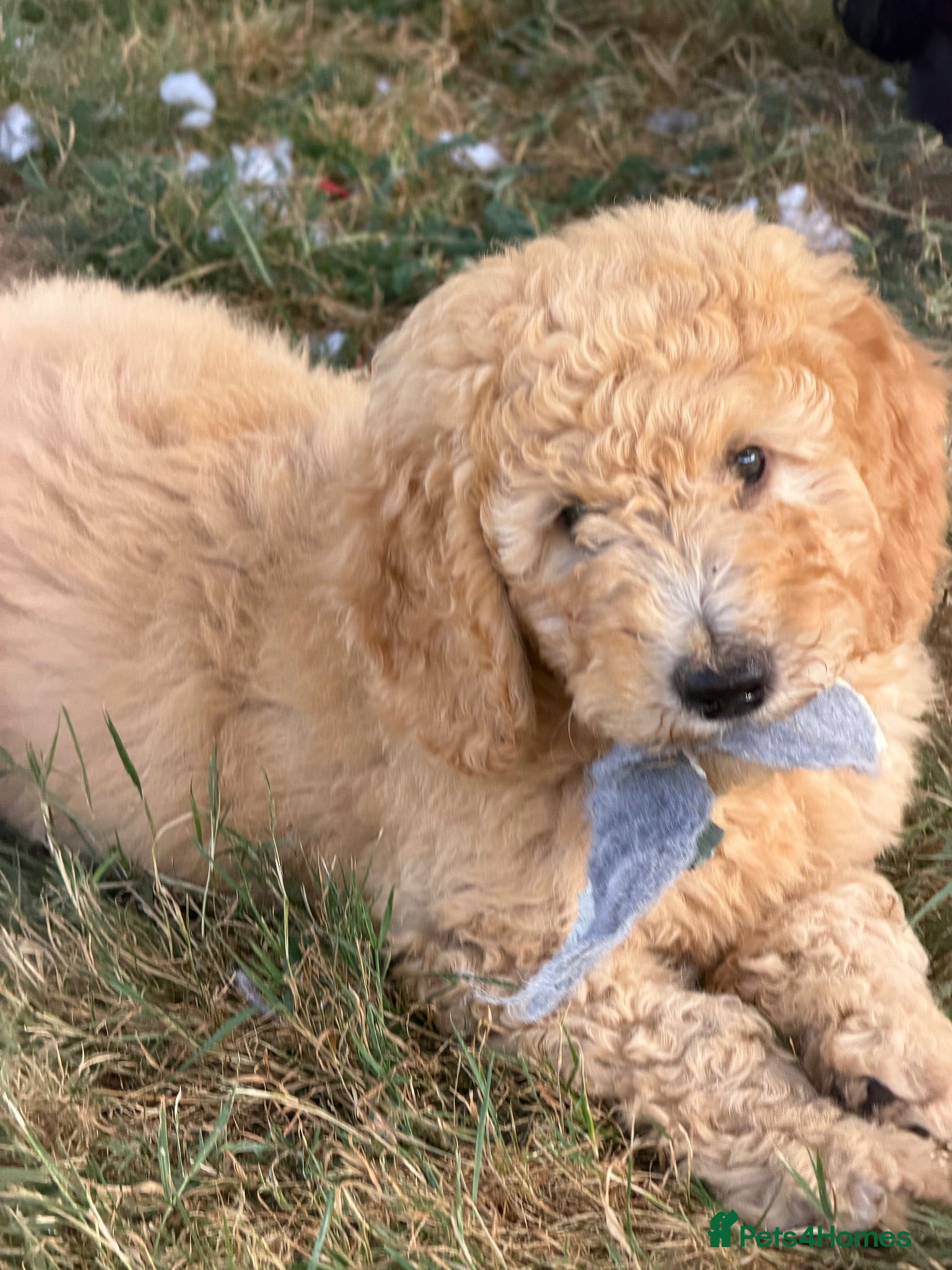 Mini Goldendoodle dogs Ready to leave Mini Goldendoodles - Advert 5