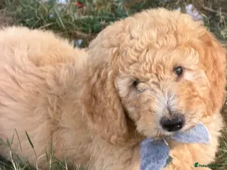 Mini Goldendoodle dogs Ready to leave Mini Goldendoodles - Advert 4