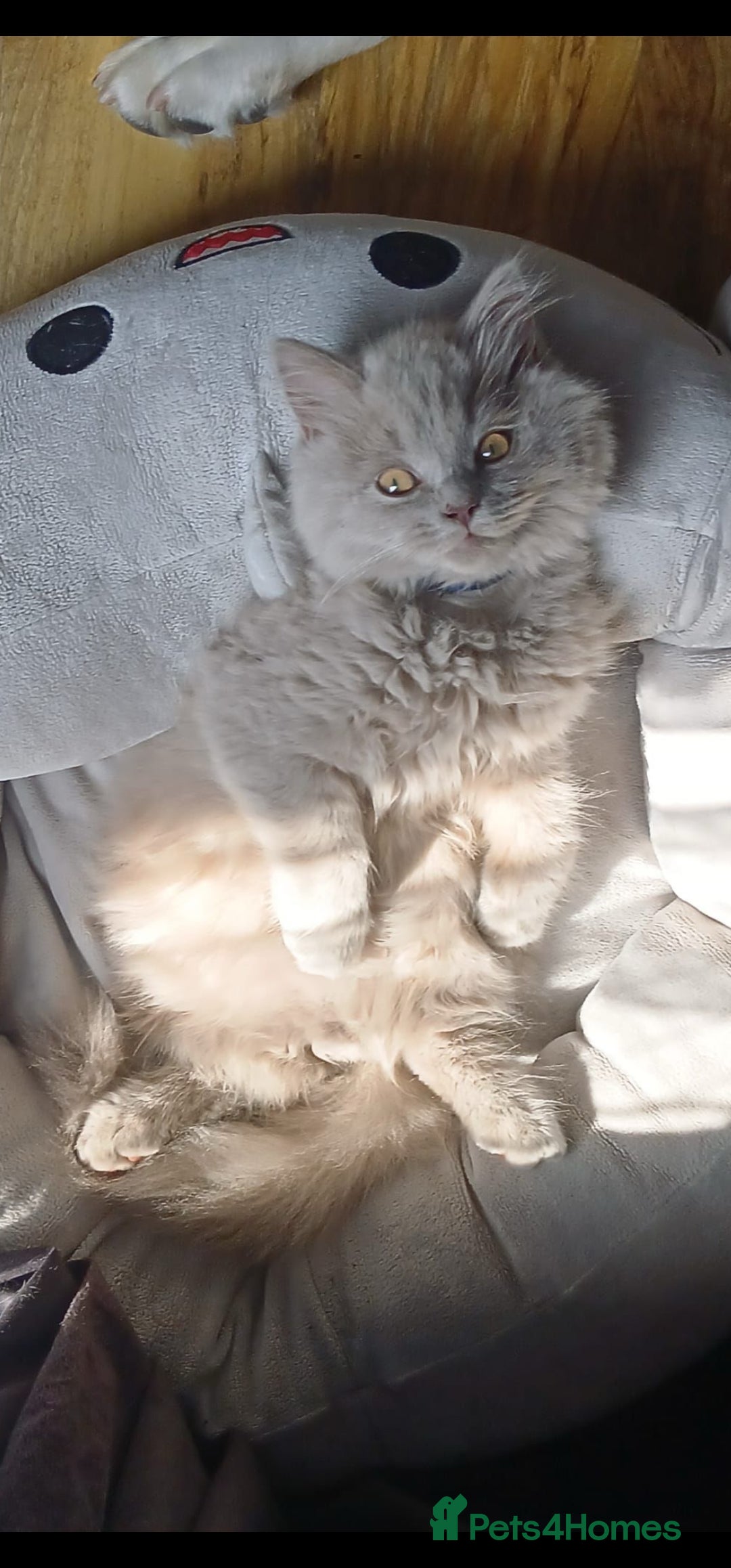 Ragdoll cats for sale: Gorgeous Longhair Ragdoll Kittens - Image 7