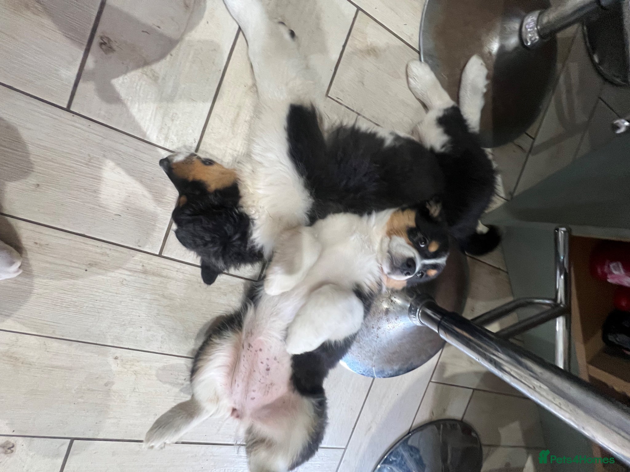 Australian Shepherd dogs for sale: Australian shepherd puppies - Advert 20