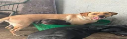 Cocker Spaniel dogs for sale: 🐾 5 Gen - KC Working Cocker Spaniel Puppies   - Advert 3