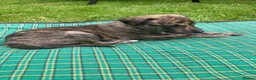 Whippet dogs for sale: 6 STUNNING WHIPPET PUPPIES - Advert 8