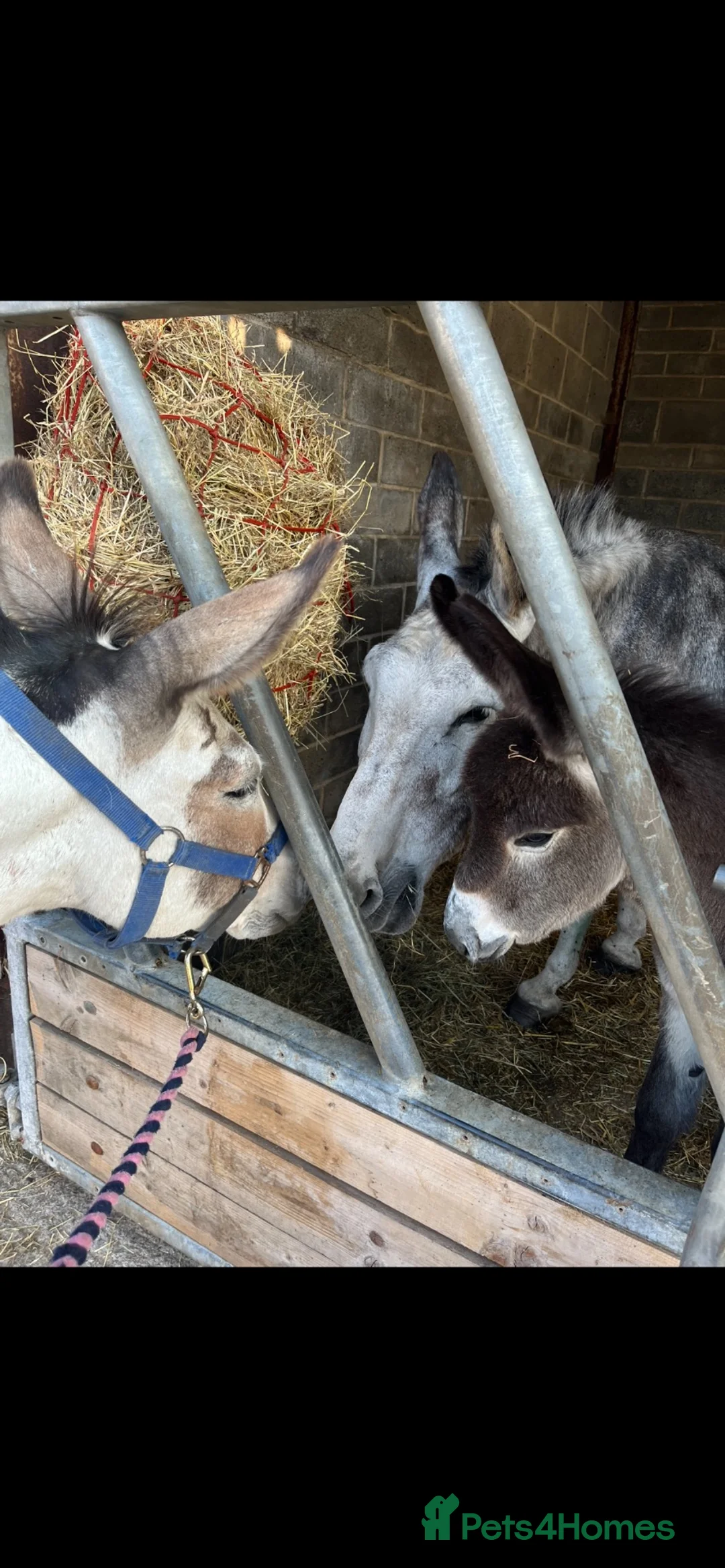 Other Breed horses for sale: Beautiful jenny , foal at foot - and a jack .  in Halifax - Advert 1