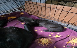 Mixed Breed dogs for sale: Corso x  - Image 7