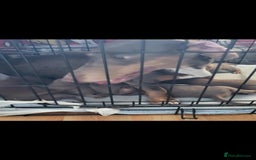 Dachshund dogs for sale: Mini dachshund puppy for sale! - Advert 10