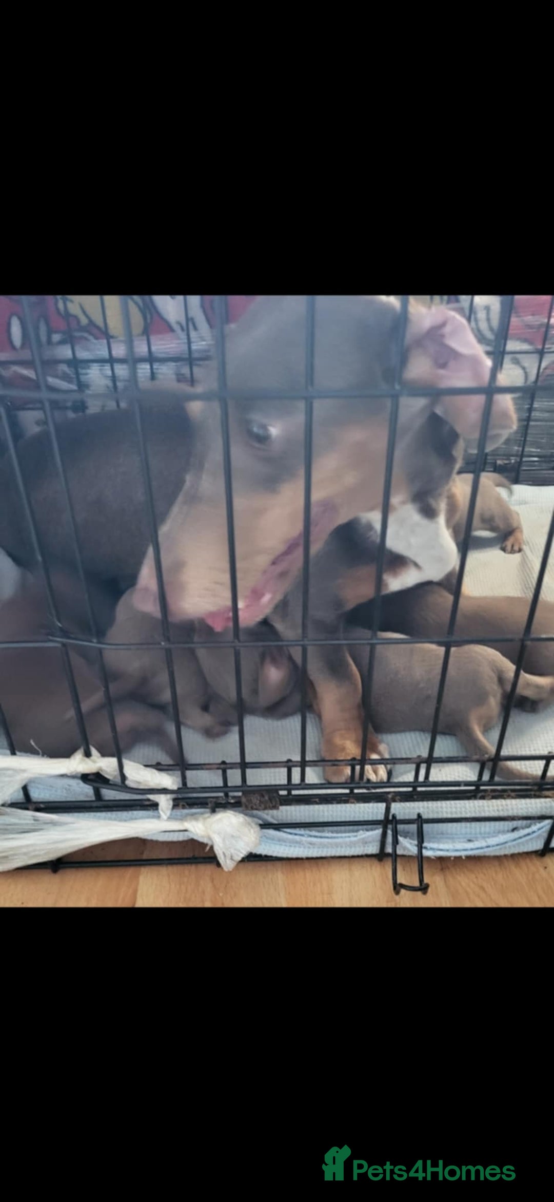 Dachshund dogs for sale: Mini dachshund puppy for sale! - Advert 10