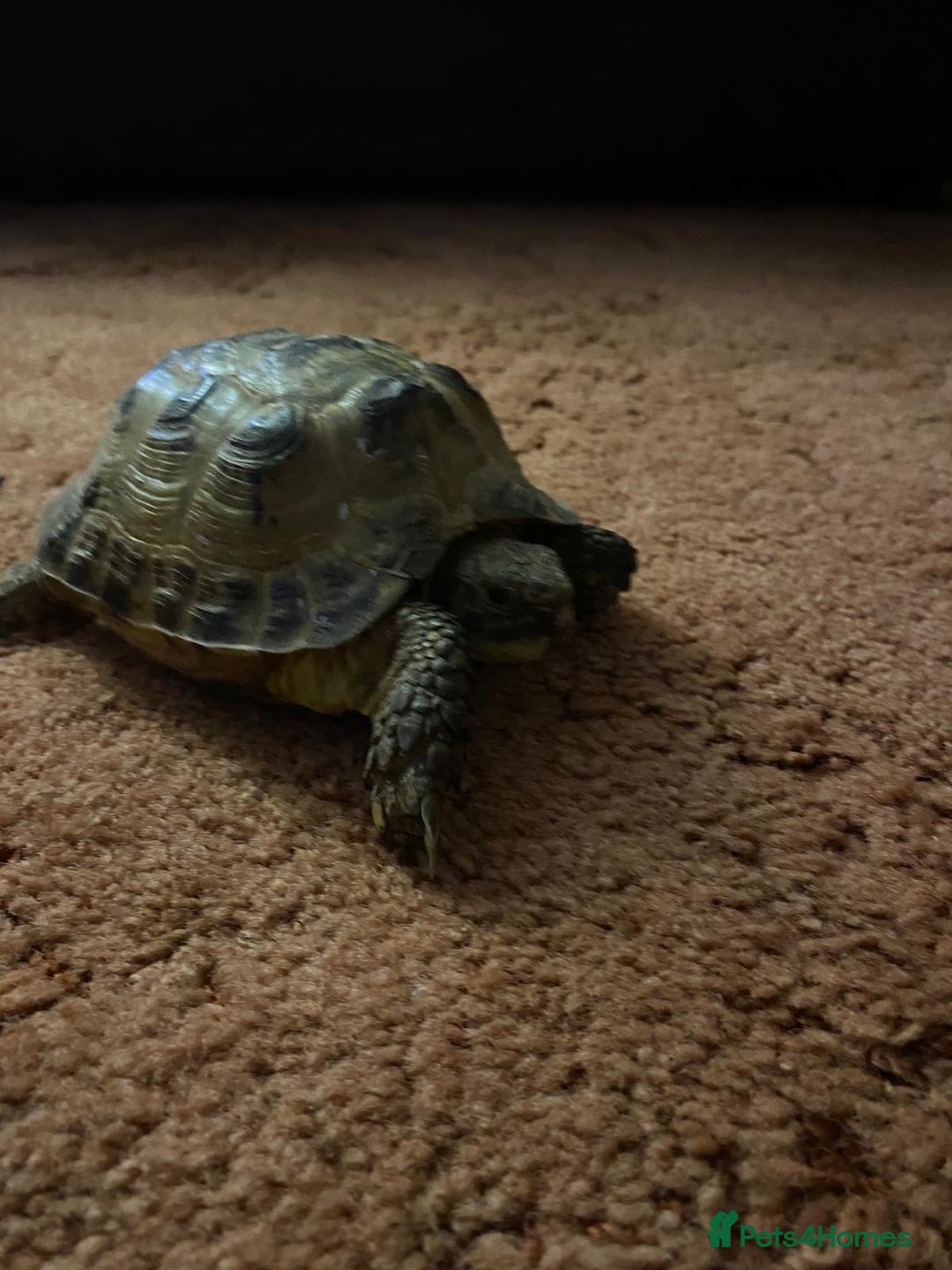 Tortoise reptiles for sale: Pair of Male Horsefield Tortoises with full set up - Advert 7