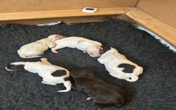 Cockapoo dogs for sale: F1 Cockapoo Puppies - Rainbow litter  - Image 11