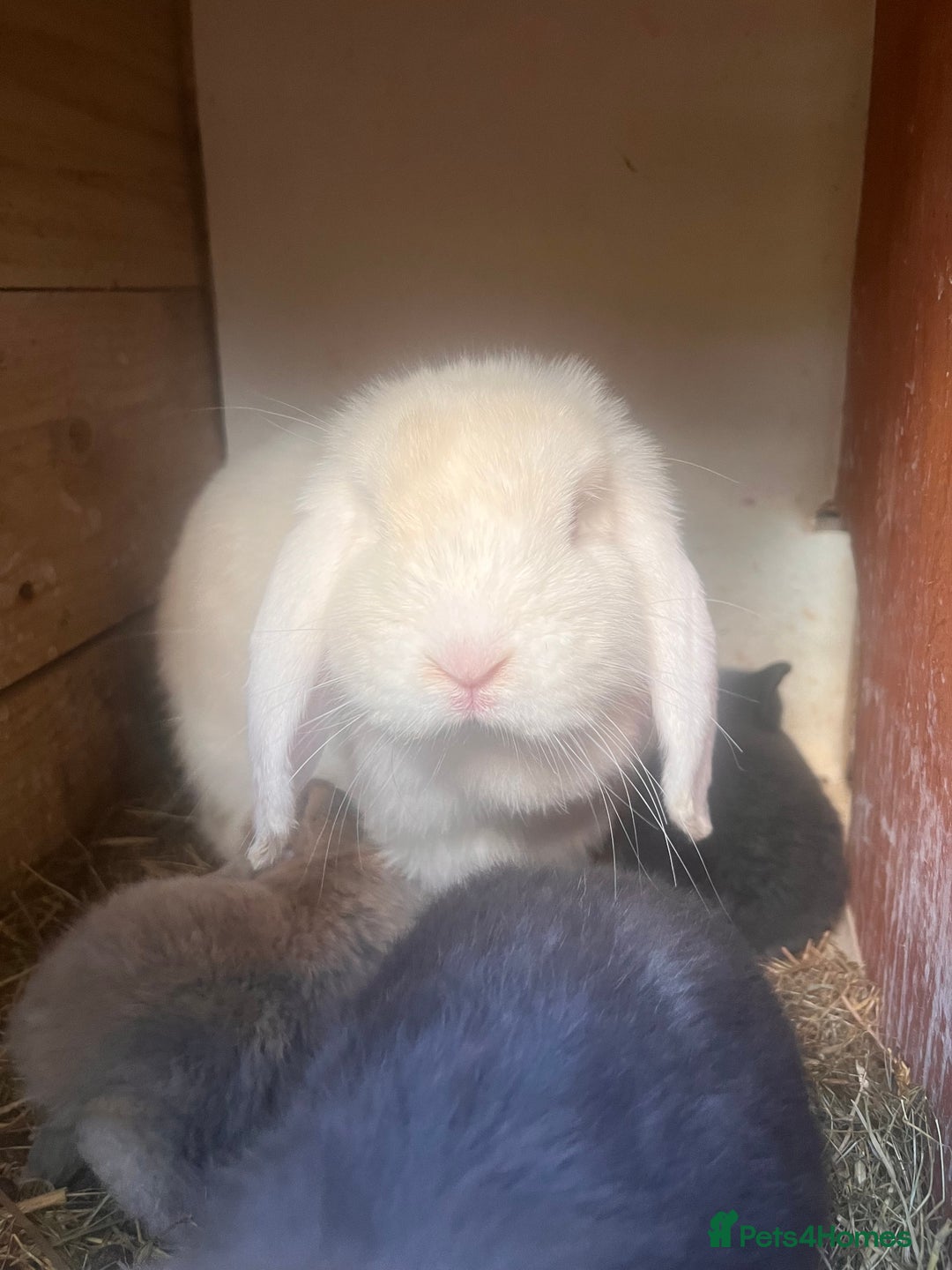 Mini Lion Lop rabbits for sale: Mini lop - Image 14