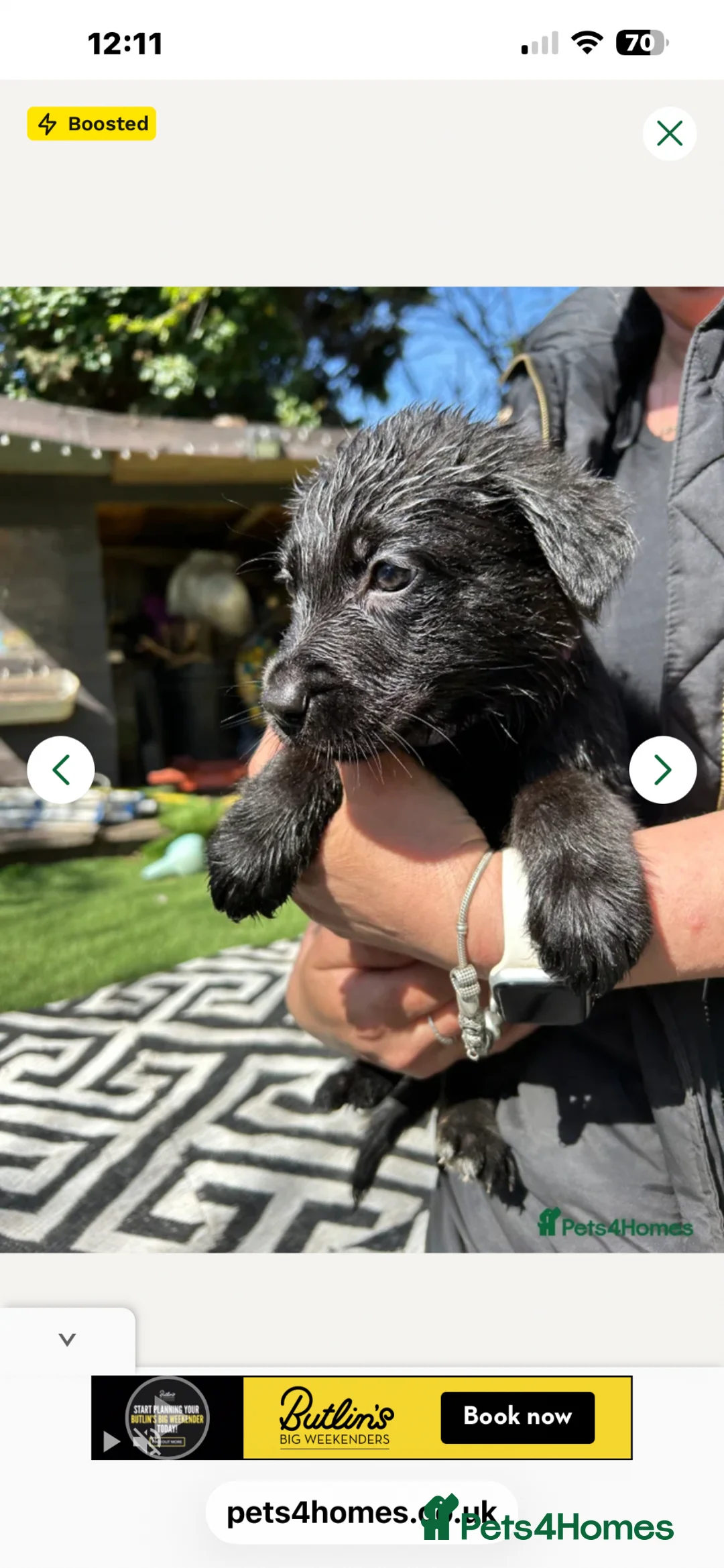 Sheprador dogs for sale: Labrador x German shepherd pups  - Advert 2