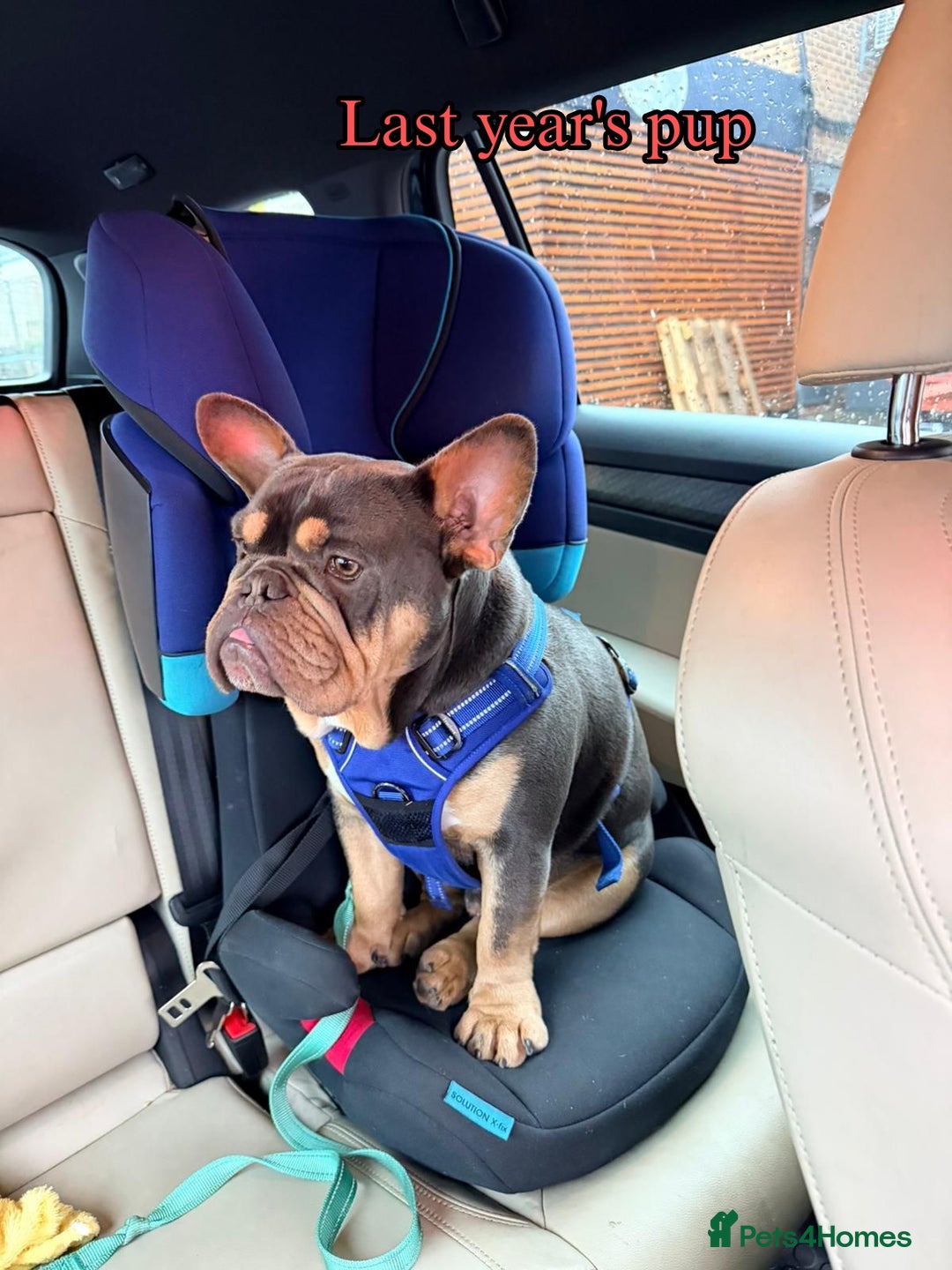 Mixed Breed dogs for sale: REDUCED GIRL!! French/English Bulldog Babies - Advert 7