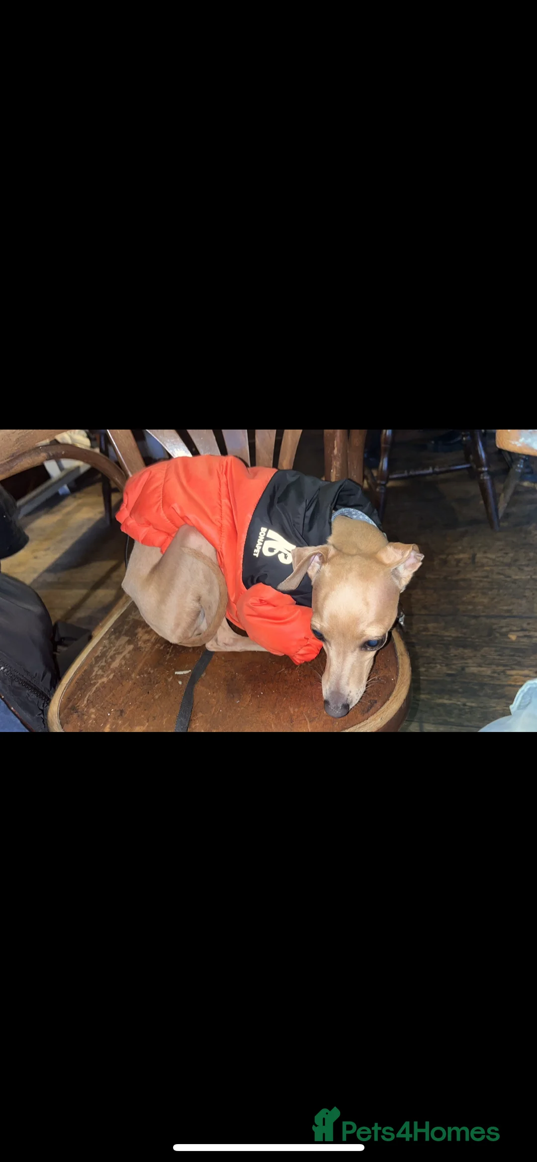 Italian Greyhound dogs for stud: Tiny stud with HUGE personality - Advert 6