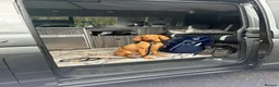 Hungarian Vizsla dogs for sale: 5 handsome Hungarian Viszla puppies for sale in Southport - Advert 4
