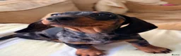 Dachshund dogs for sale: Dachund dapple girl - Advert 3